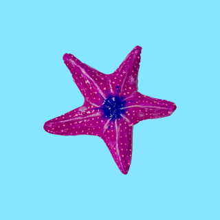 Scultura Stella Marina